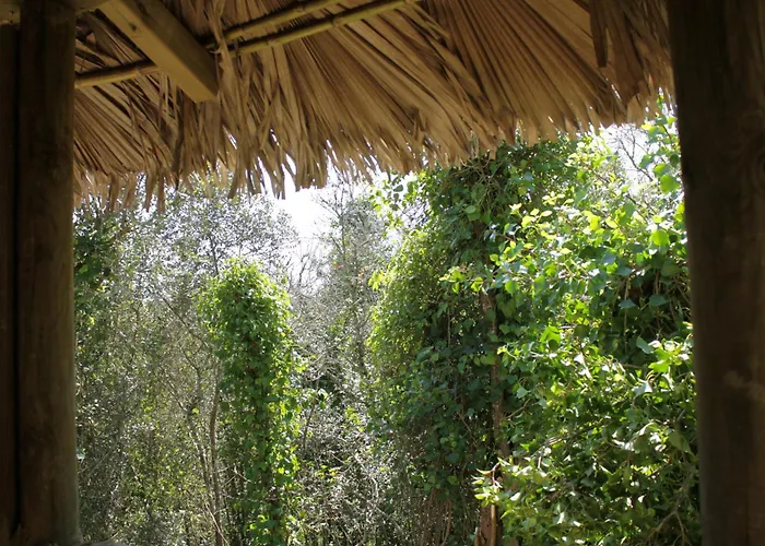 Camping Hidden Forest Retreat